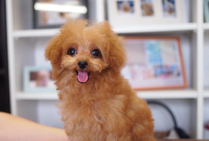 toy-poodle-colors