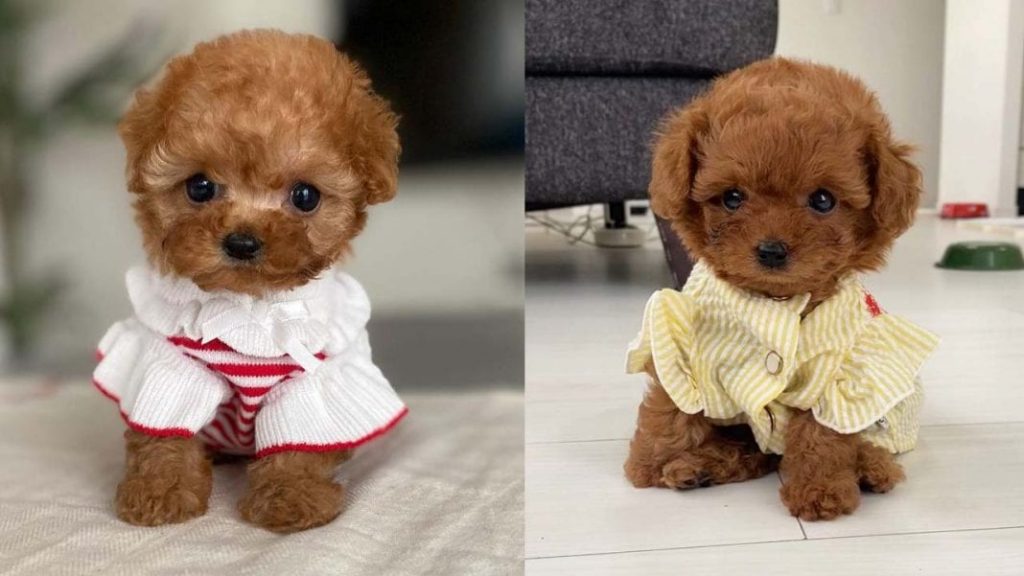 toy-poodle-dog