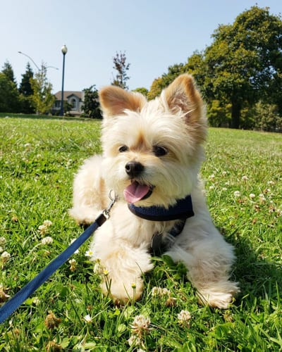 yoranian-yorkie-pomeranian-mix-porkie