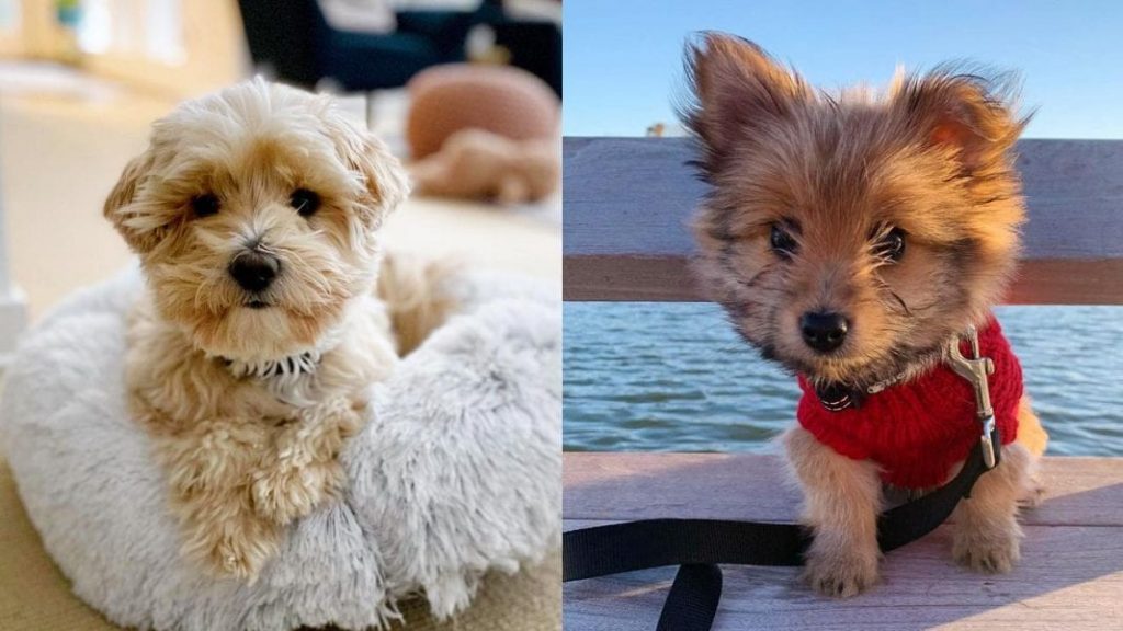 yoranian-yorkie-pomeranian-mix-porkie