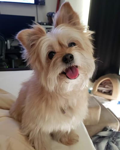 yoranian-yorkie-pomeranian-mix-porkie