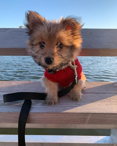 yoranian-yorkie-pomeranian-mix-porkie