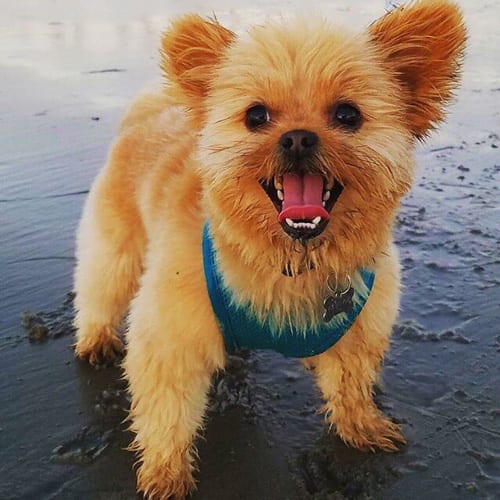 yoranian-yorkie-pomeranian-mix-porkie