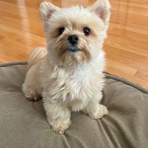 Yoranian | Yorkie Pomeranian Mix Dog Breed | Yorkie Pom 1