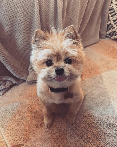 yoranian-yorkie-pomeranian-mix-porkie