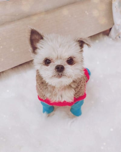 yoranian-yorkie-pomeranian-mix-porkie