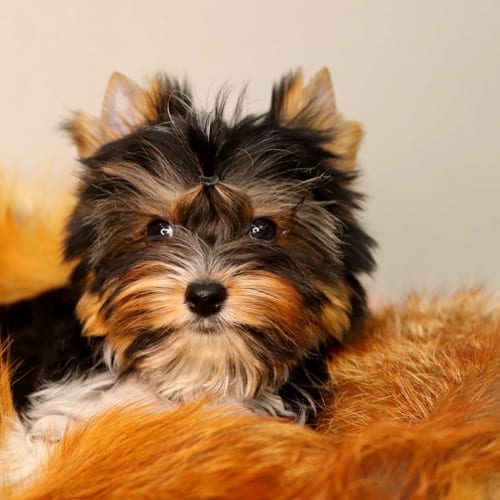 yorkie-colors