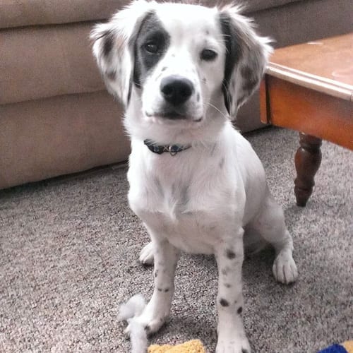 Corgi-Dalmatian