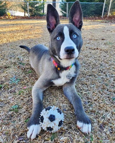 18 Cutest Mixed Breed Dogs You'll Fall in Love With 1