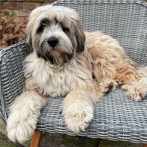 tibetan-terrier-energetic-small-dogs