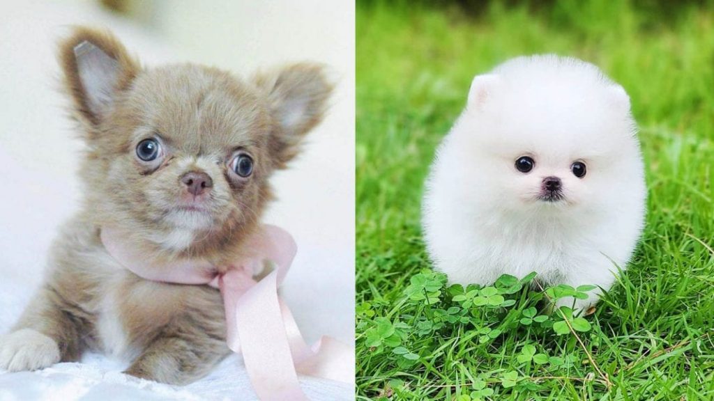 energetic-small-dog-breeds