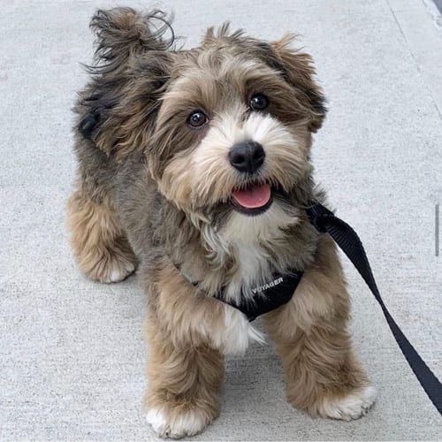 havanese-dog-breeds