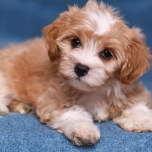 havanese-dog-breeds