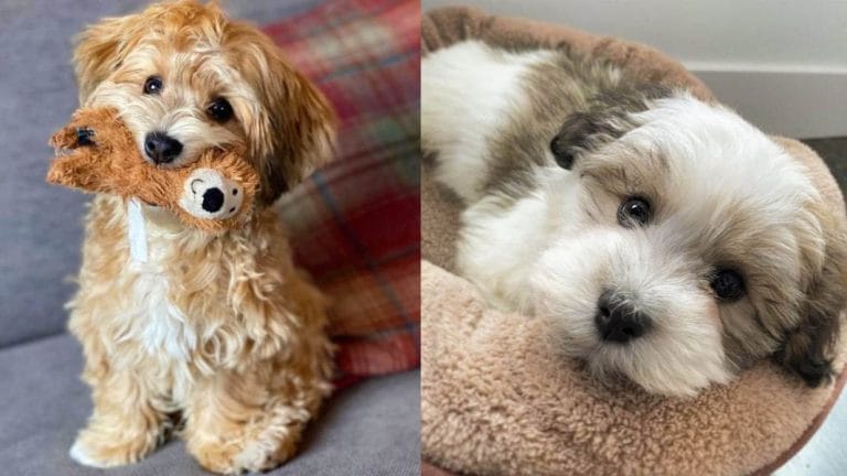 Facts About Havanese Dog Breed 1 havanese-dog-breeds