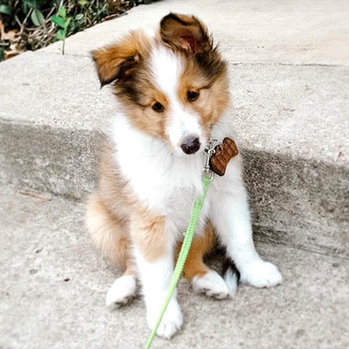 shetland-sheepdog-energetic-small-dogs