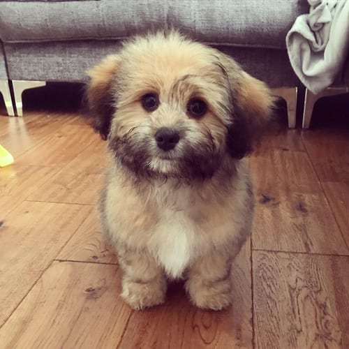 shiranian-pomeranians-shih-tzus-mix