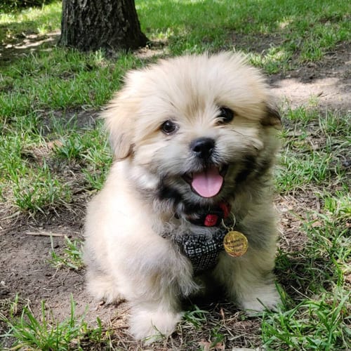 shiranian-pomeranians-shih-tzus-mix