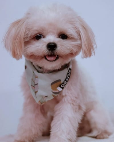 shiranian-pomeranians-shih-tzus-mix