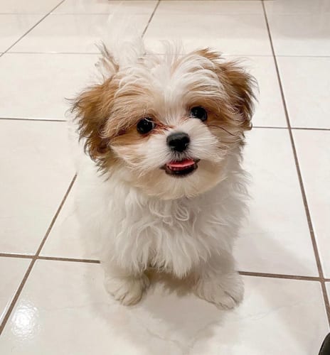 shiranian-pomeranians-shih-tzus-mix