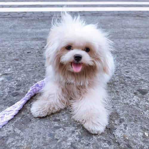 shiranian-pomeranians-shih-tzus-mix