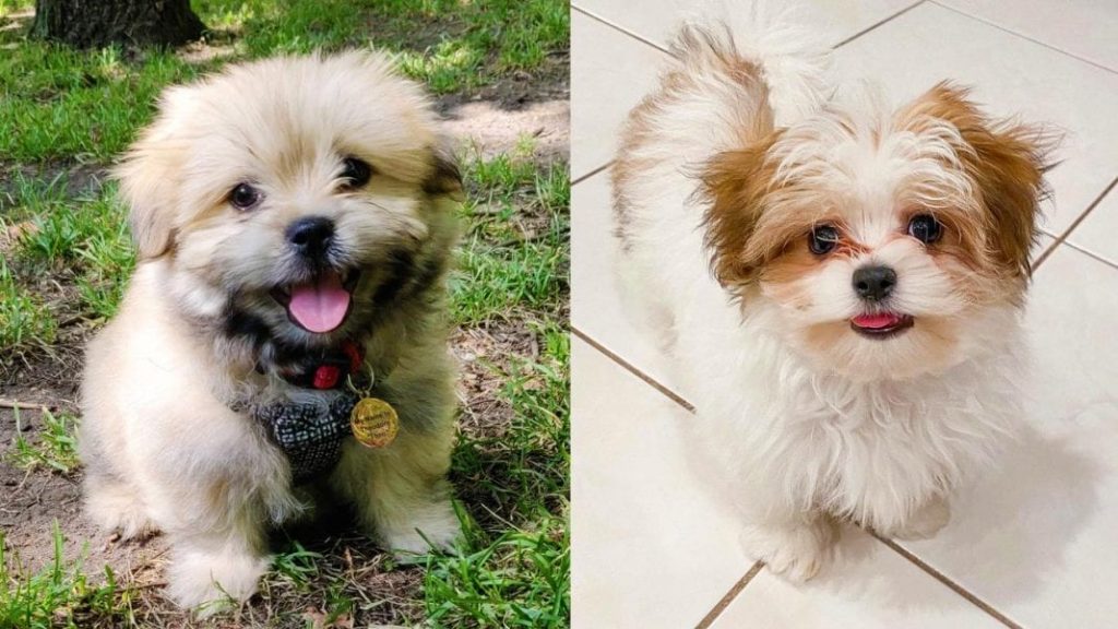 shiranian-pomeranians-shih-tzus-mix-dog