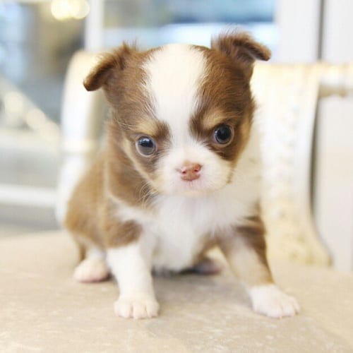 10 Ways to Bond With Your New Dog 9 things-that-make-your-dog-happy