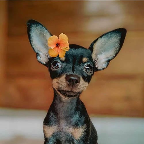 miniature-pinscher