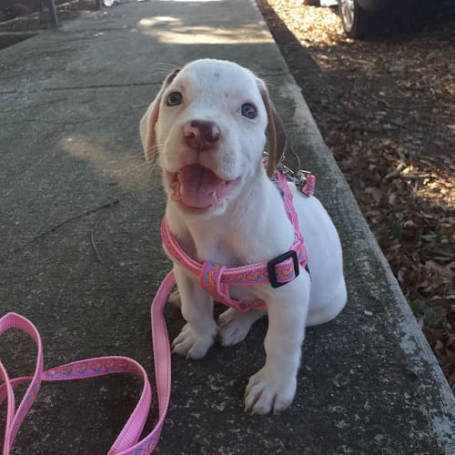 beaglebull-pitbull-mixes