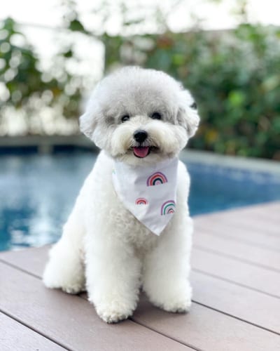 Bichpoo-bichon-frise-mix-dogs