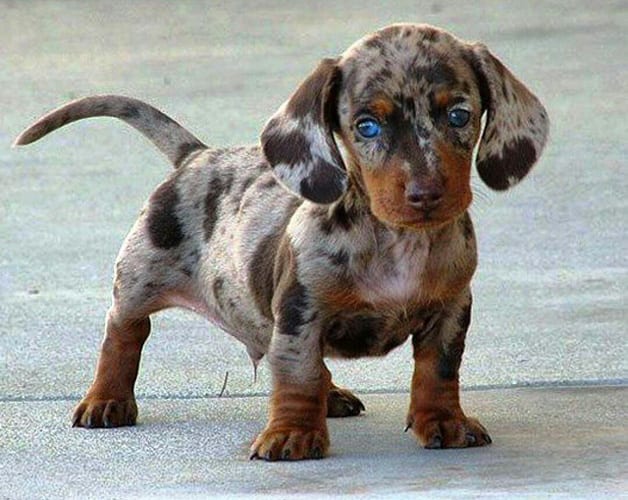 dachshund-mix-dog-breeds-Dalmachshund