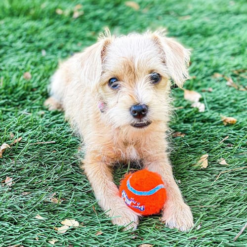 dachshund-mix-dog-breeds-Dorkie