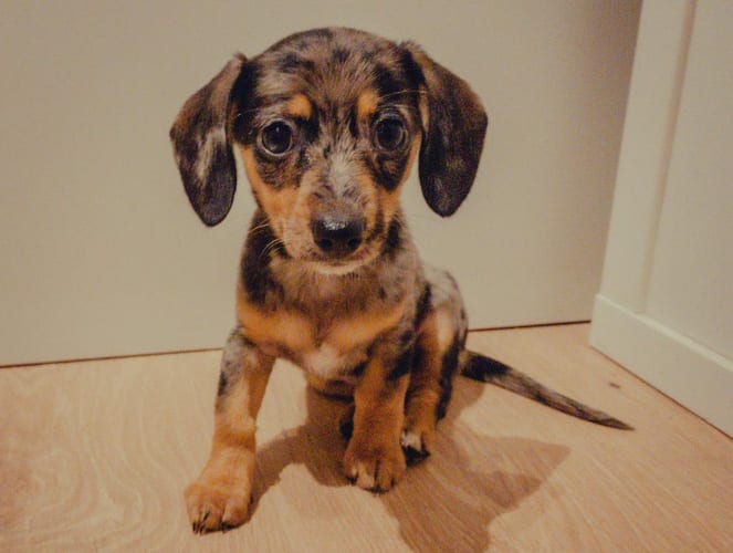 dachshund-mix-dog-breeds-Papshund