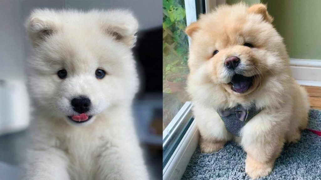 dogs-who-look-like-bears