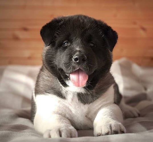 dogs-who-look-like-bears-akita