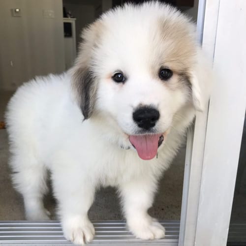 dogs-who-look-like-bears-great-pyrenees