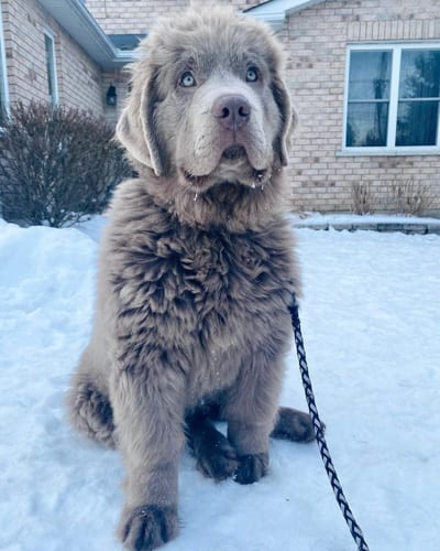 dogs-who-look-like-bears-newfoundland