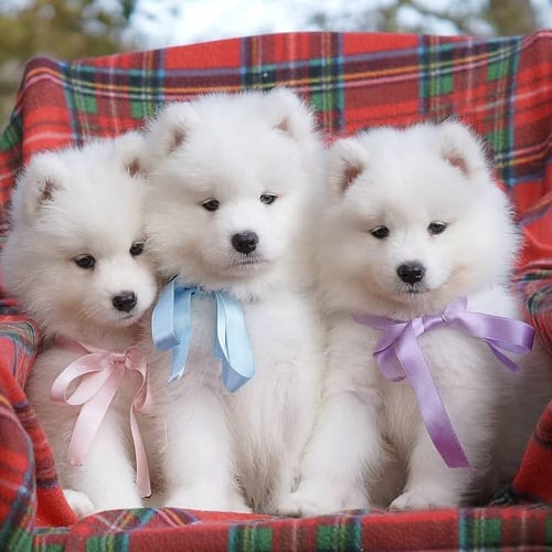 dogs-who-look-like-bears-samoyed