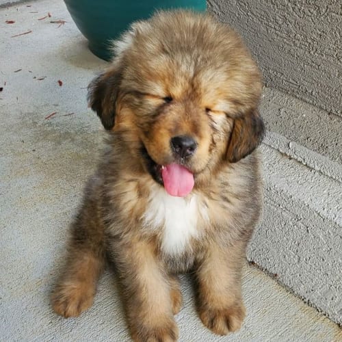 dogs-who-look-like-bears-tibetan-mastiff