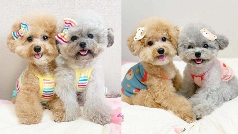 living-with-small-dogs