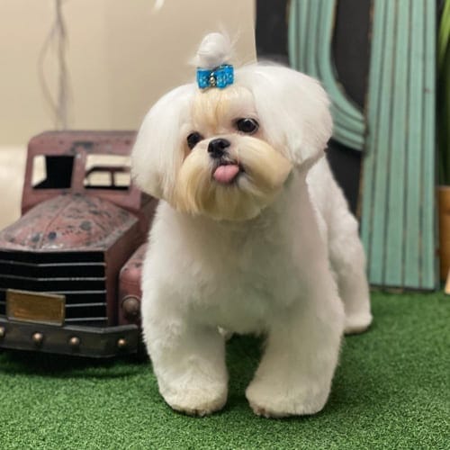 10 Ways to Bond With Your New Dog 2 maltese-mix-dog-breeds-Peke-a-tese