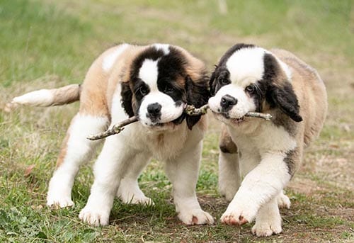 saint-bernards-most-loyal-dog-breeds