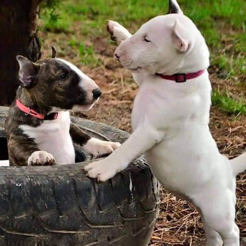 Bull-Terrier-most-popular-terrier-breeds