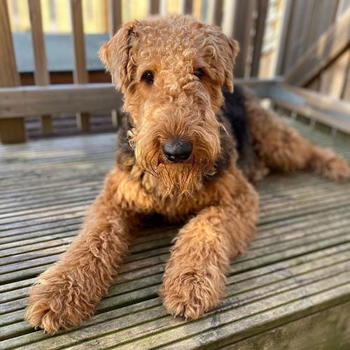 airedale-terrier-most-hyper-dog-breeds