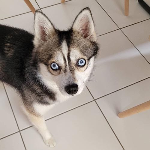 alaskan-klee-kai-most-loyal-small-dog-breeds