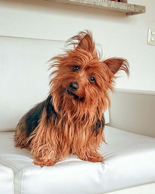 australian-terrier