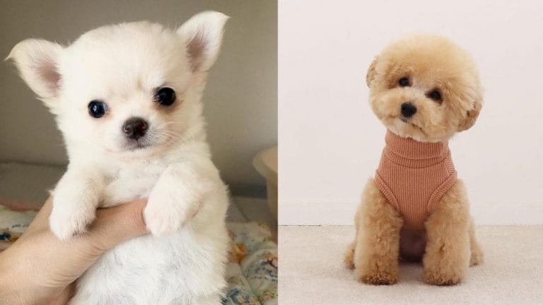 17 Best Therapy Dog Breeds List 1