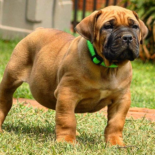 Boerboel