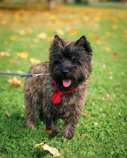 cairn-terrier-7