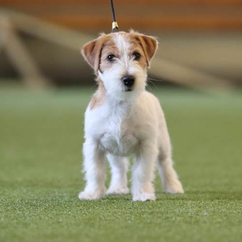 jack-russel-terrier-most-popular-terrier-breeds