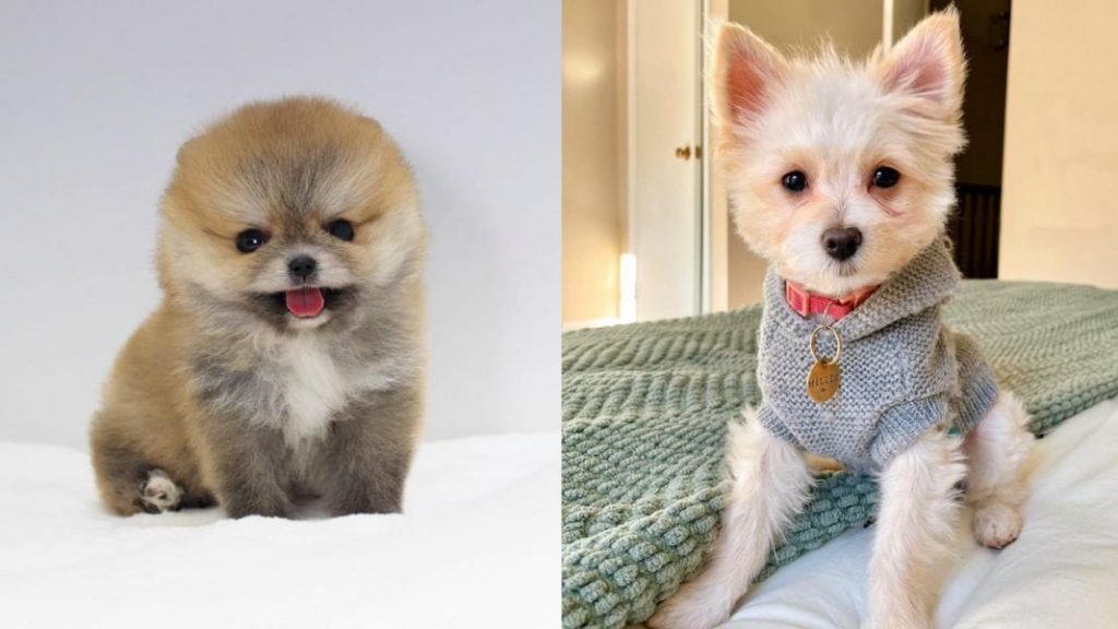 most-loyal-small-dog-breeds